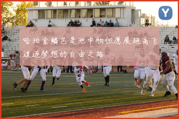 哈珀金鳞岂是池中物但愿展翅高飞追逐梦想的自由之路